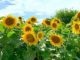 Sunflowers-PACA