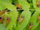cicadas-leaves