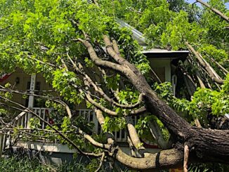 Cllifton Lowery tree_inside