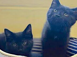 Soot and Coal