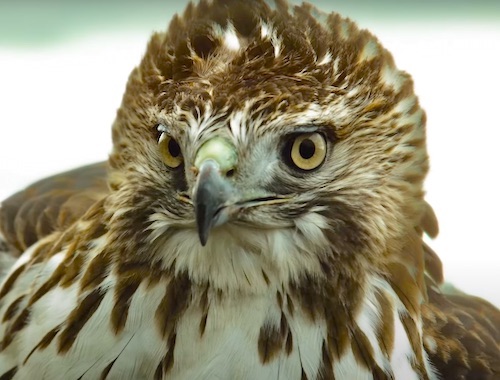 Peregrine falcon