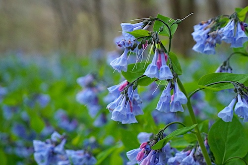 bluebells