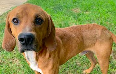 Page County Animal Shelter