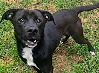 PetFinder_Lucy_fall25