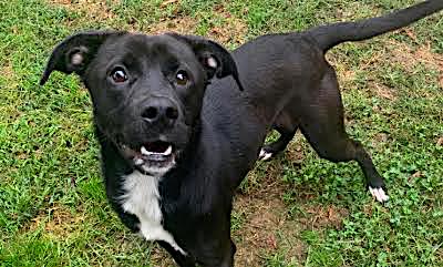 PetFinder_Lucy_fall25