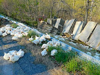 CO_Accident_PoultryTruckonMass_04_10_26