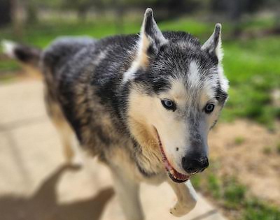 PetFinder_Loki_April26