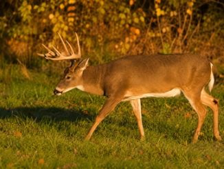 AI replacement for 10 point buck at sunset