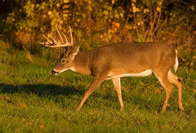 AI replacement for 10 point buck at sunset