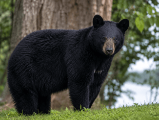 AI replacement for black bear