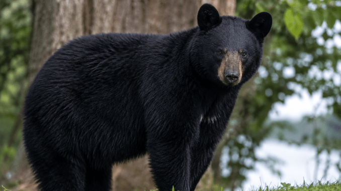 AI replacement for black bear