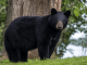 AI replacement for black bear