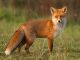 AI replacement for fox