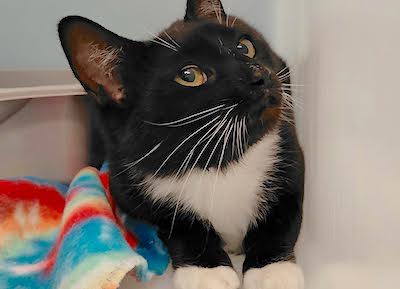 PetFinder_Rapunzel_May2026