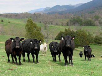 cattle