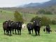 cattle