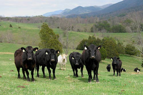 cattle