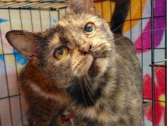 PetFinder_Artemis_June26