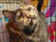 PetFinder_Artemis_June26