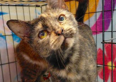 PetFinder_Artemis_June26
