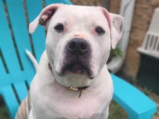 PetFinder_Maizy_June26