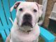 PetFinder_Maizy_June26
