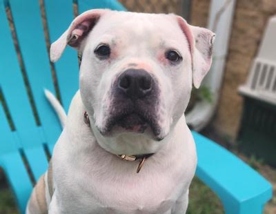 PetFinder_Maizy_June26