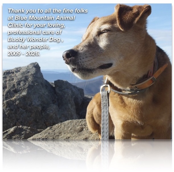 AD_Pet_BuddyTheWonderDog_July2026