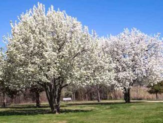 Badford_Pear_Trees