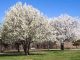 Badford_Pear_Trees