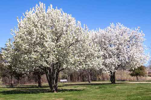 Badford_Pear_Trees