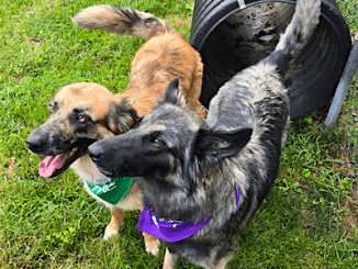 PetFinder_2Dogs_July2026