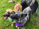 PetFinder_2Dogs_July2026