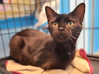 PetFinder_Ceres_July2026