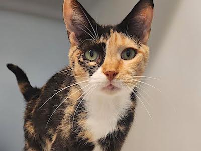 Meet Freya | Pet Of The Week News