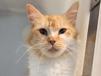PetFinder_Clementine_AUG26