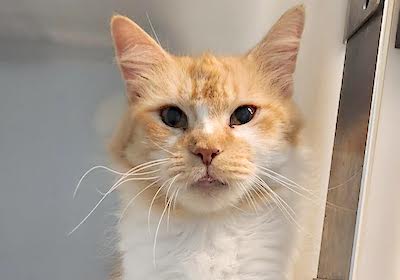 PetFinder_Clementine_AUG26