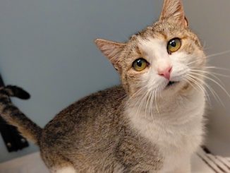 PetFinder_Clover_Aug26