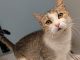 PetFinder_Clover_Aug26