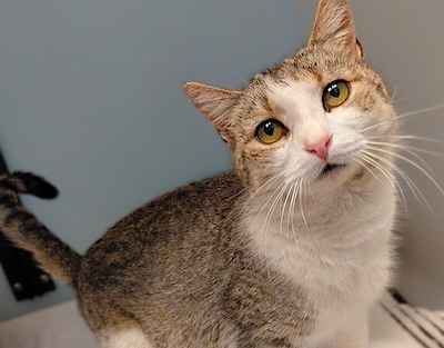 PetFinder_Clover_Aug26