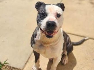 PetFinder_Copper_Aug26