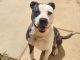 PetFinder_Copper_Aug26