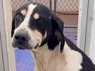 PetFinder_Homer_Aug26