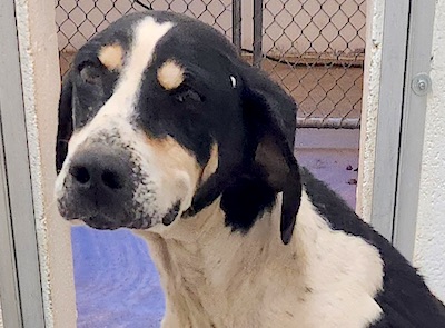 PetFinder_Homer_Aug26