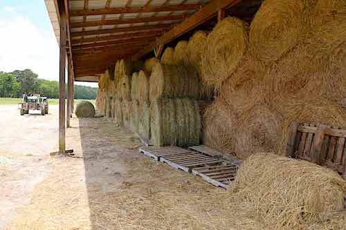 Hay