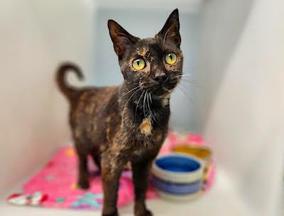 Nyx