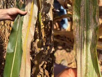corn_stalk