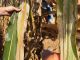 corn_stalk