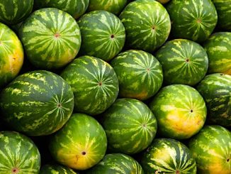 watermelons